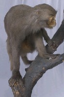 Formosan Rock-monkey Collection Image, Figure 3, Total 10 Figures